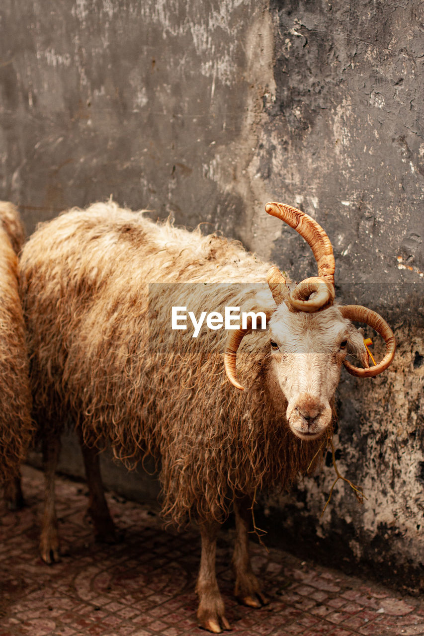 Four-horned sheep in xian market, china. horns very curly. one looks like a unicorn.