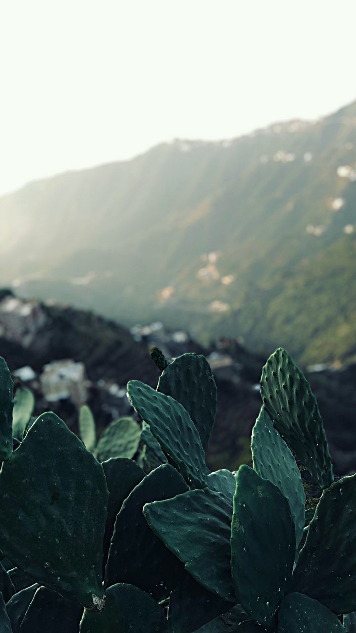 CLOSE-UP OF PLANT GROWING ON LAND AGAINST SKY