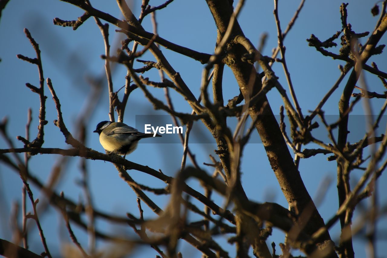 Low angle view of bird perching on branch