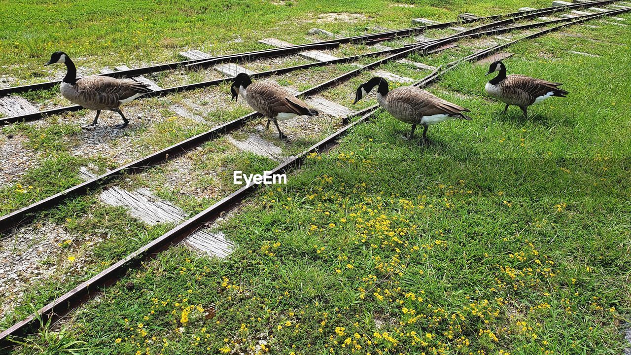 HIGH ANGLE VIEW OF BIRD ON LAND