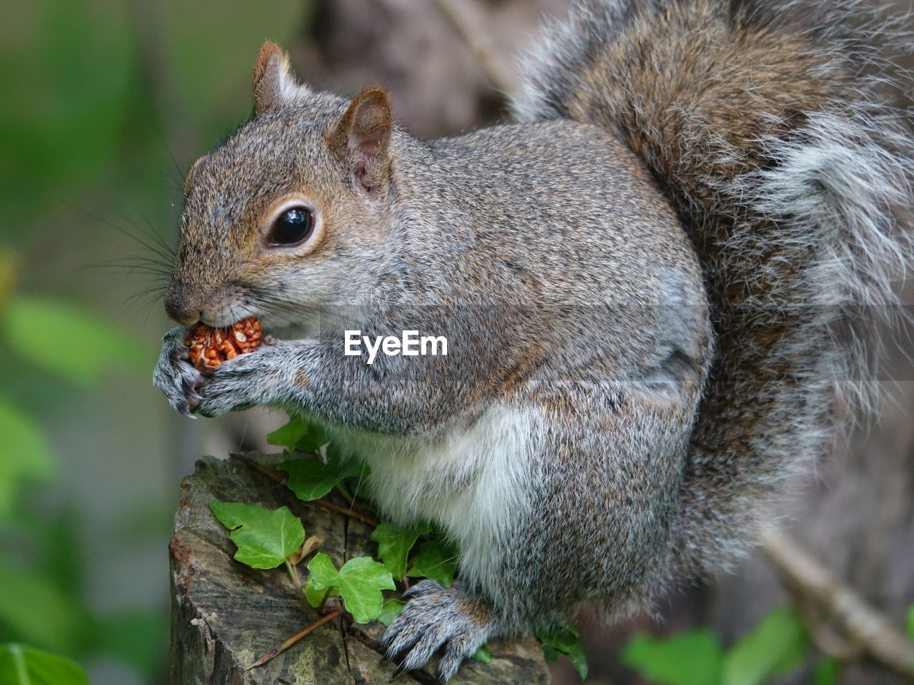 CLOSE-UP OF SQUIRREL ON OUTDOORS
