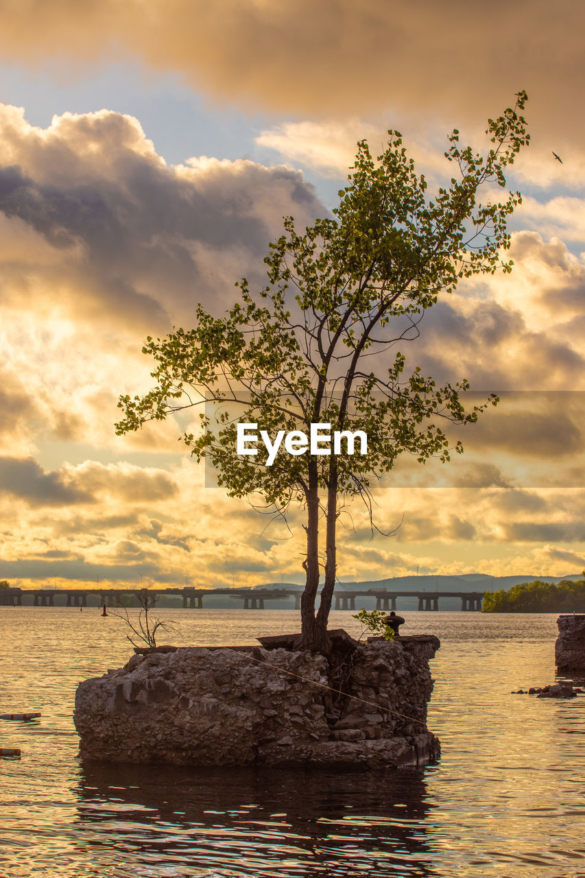 Tree by sea against sky during sunset