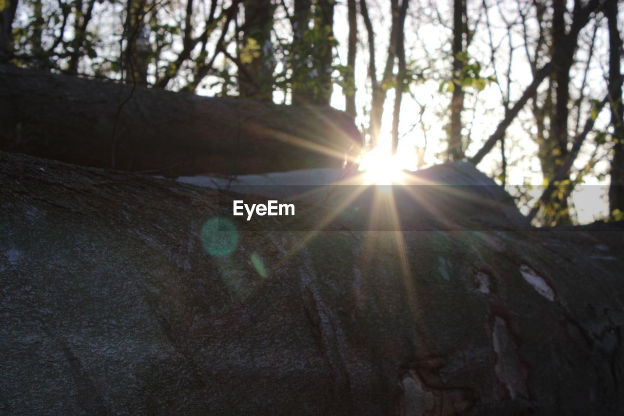 Sunbeam over tree trunk in forest