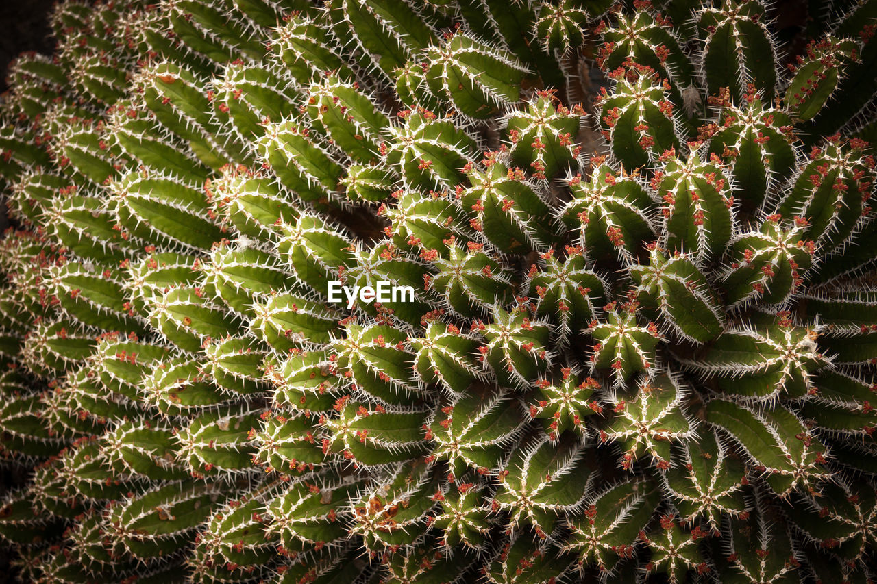 Euphorbia polyacantha, jardín de cactus, lanzarote, spain