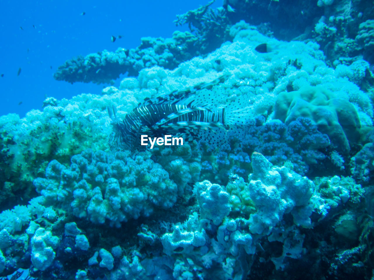 VIEW OF FISH UNDERWATER