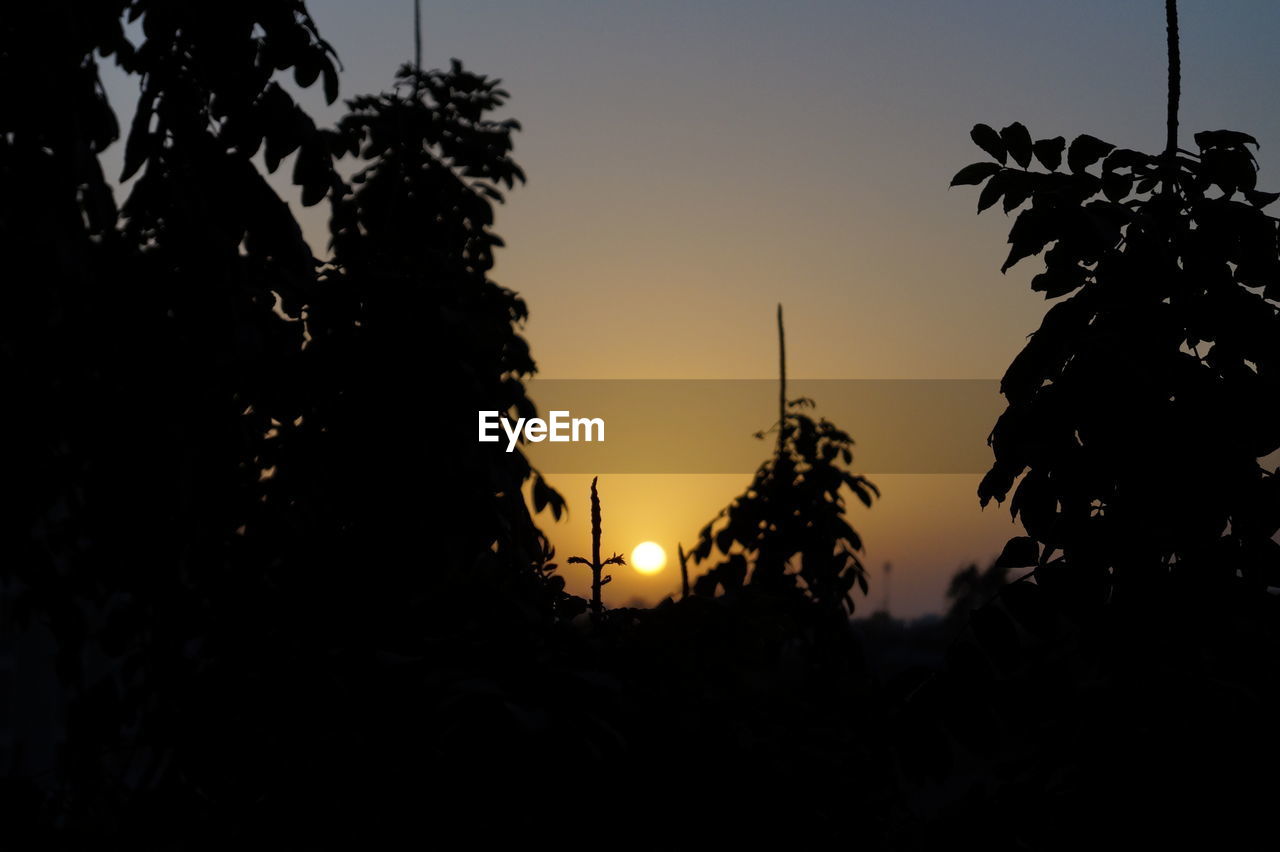 SILHOUETTE OF TREES AGAINST SKY AT NIGHT