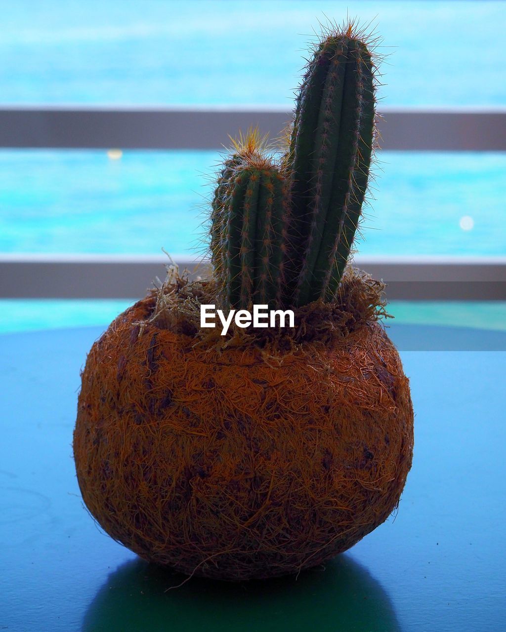 CLOSE-UP OF FRESH FRUIT ON TABLE