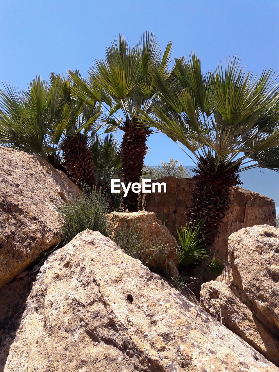 Trees in a desert