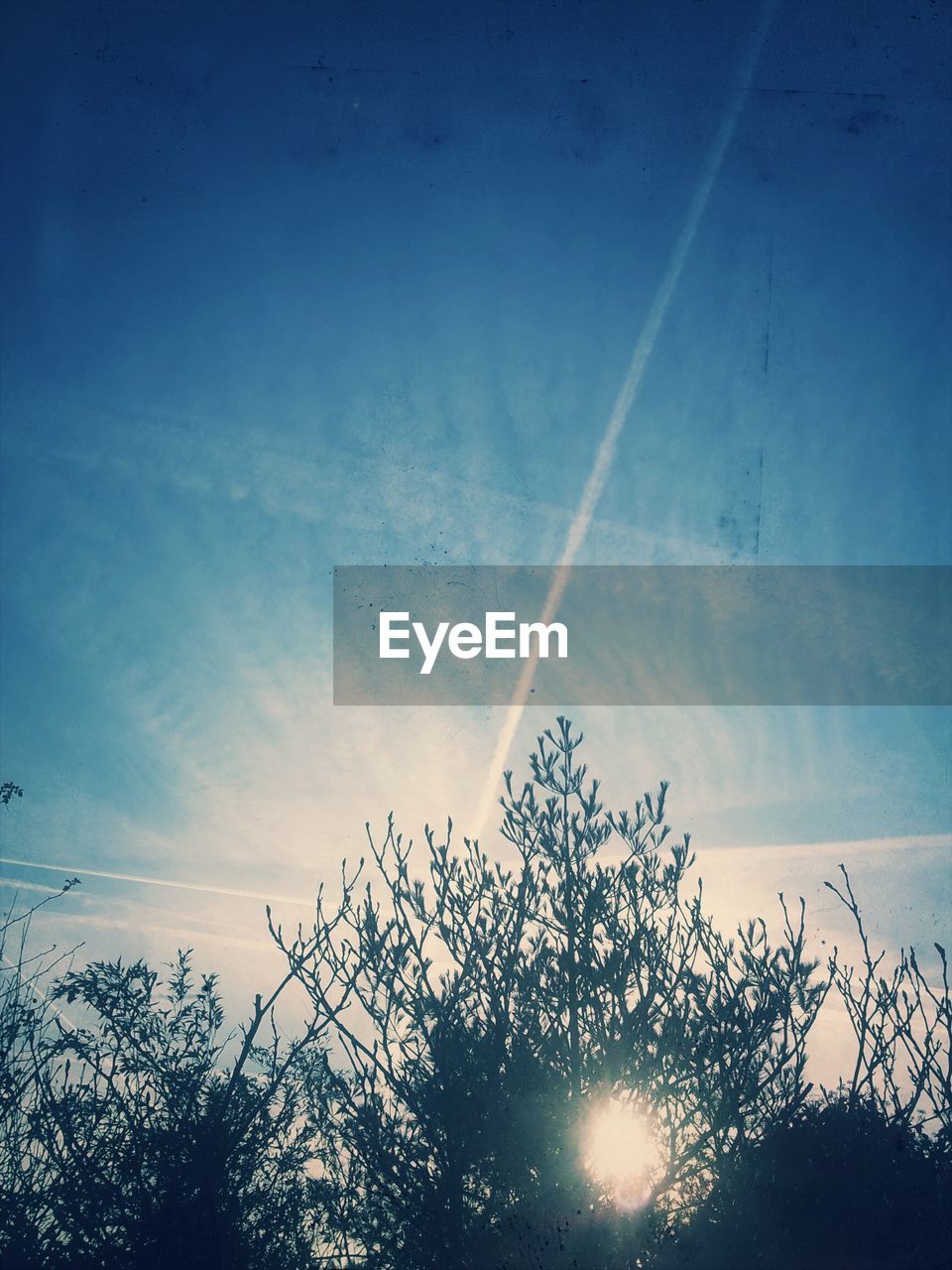 Low angle view of trees against sky