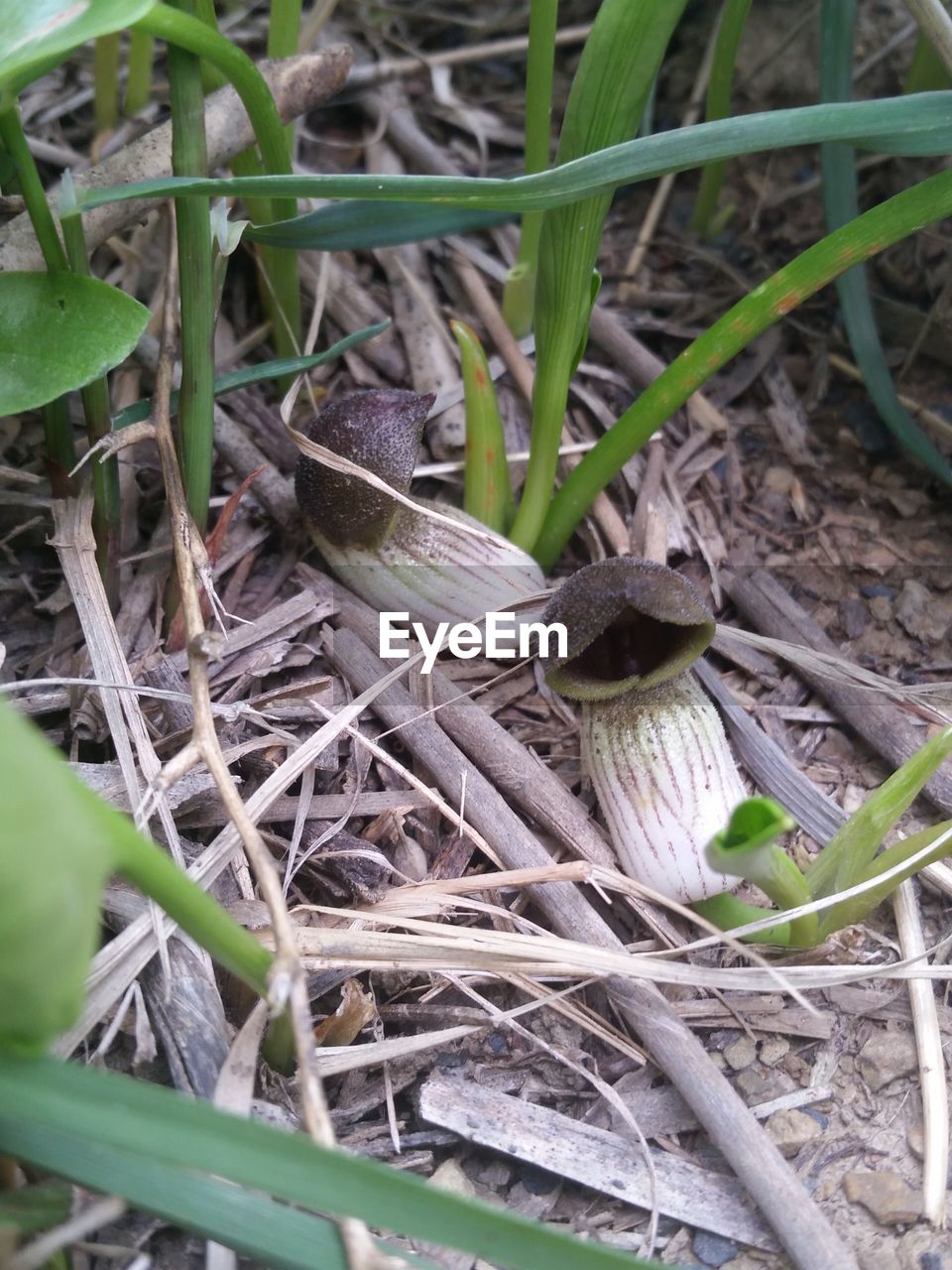 HIGH ANGLE VIEW OF LIZARD ON PLANTS