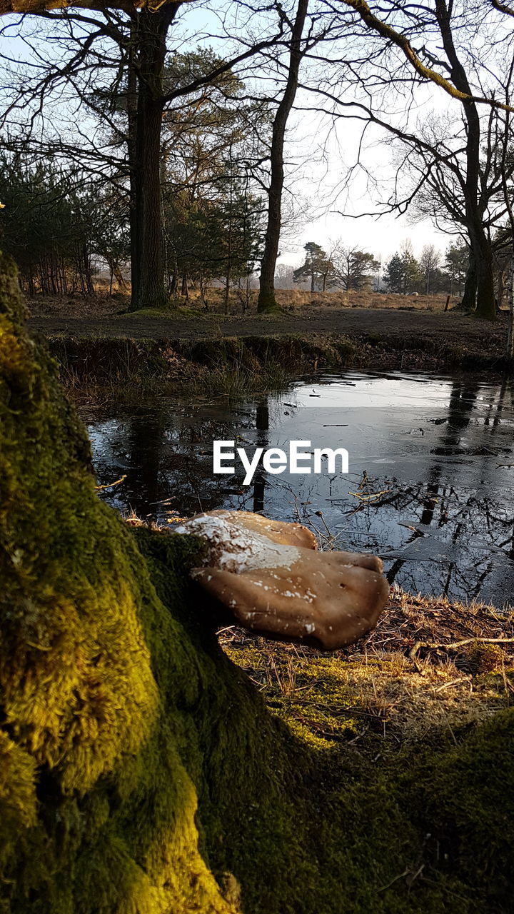 SCENIC VIEW OF RIVER IN FOREST AGAINST SKY