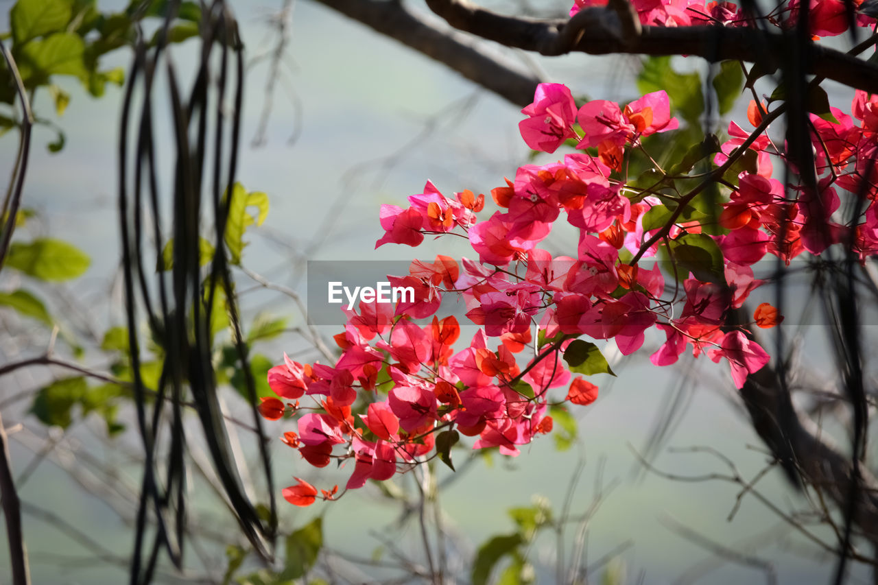 Close-up of pink flowering plant by lake