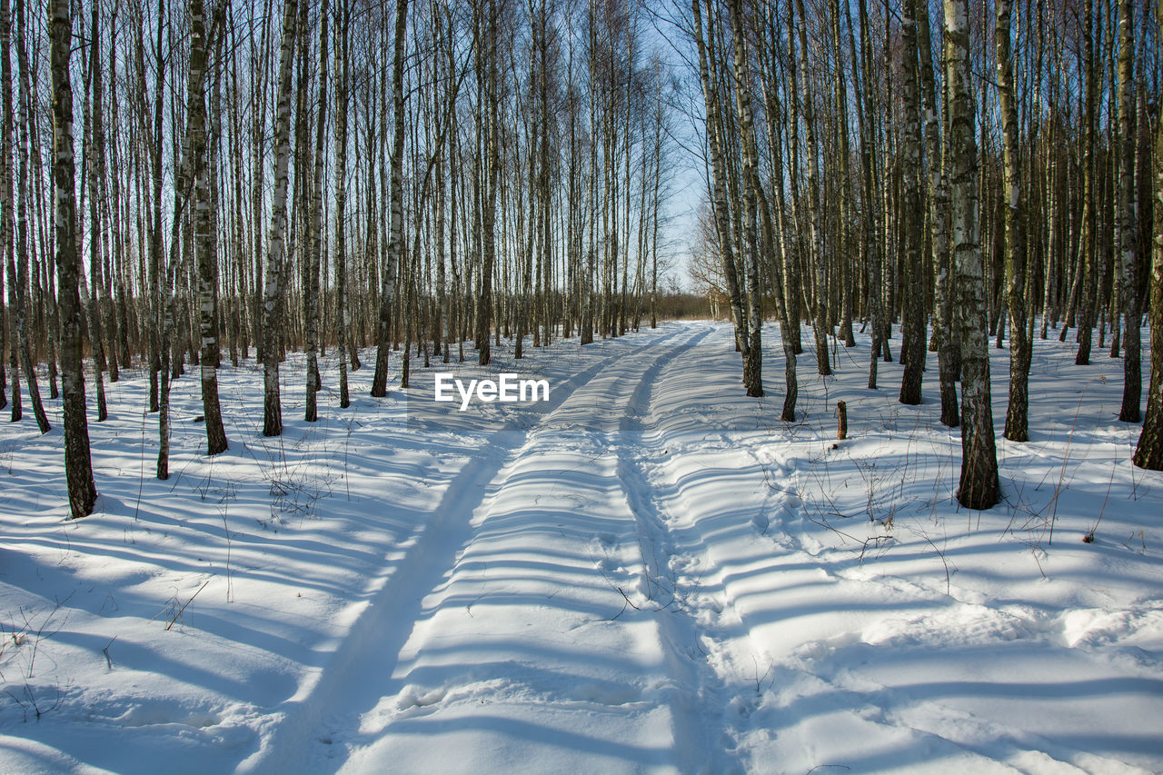 Bare trees on snow covered field