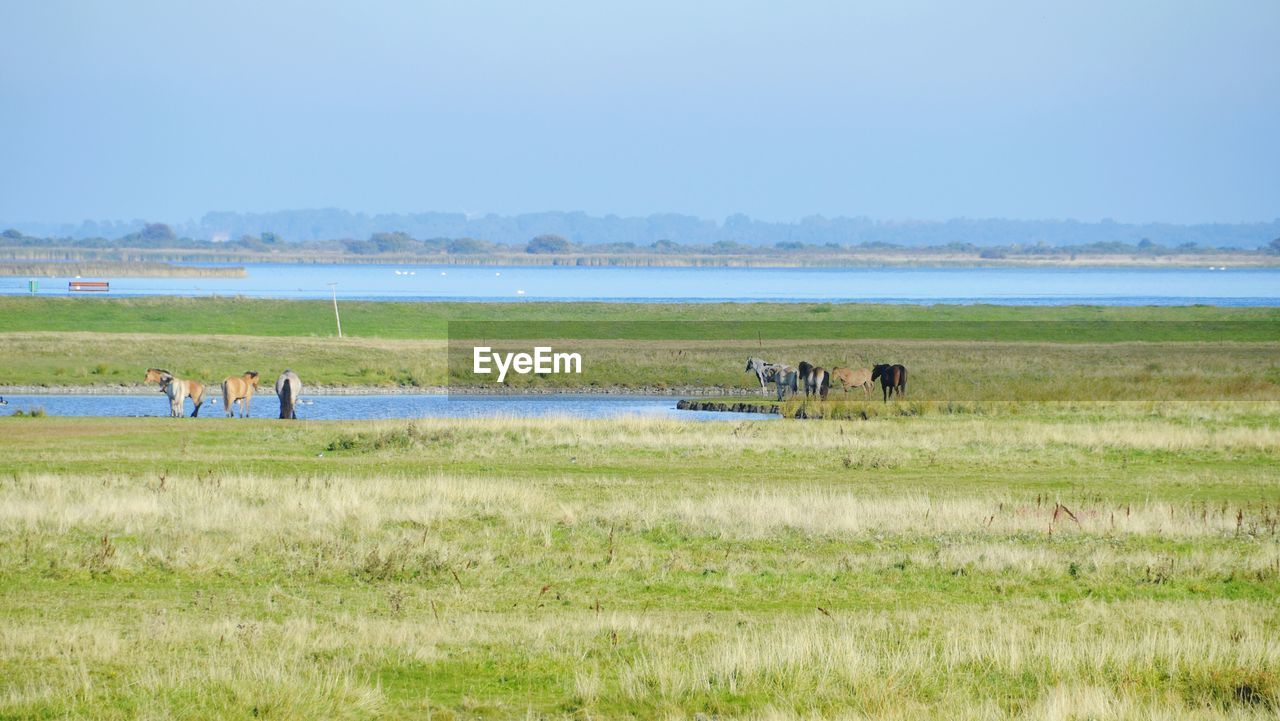 Distant view of horses on field against sky