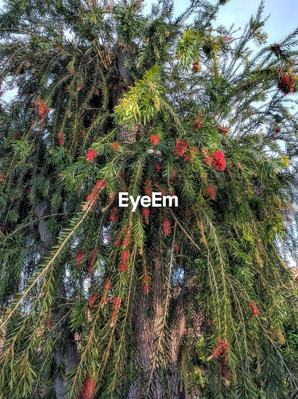 LOW ANGLE VIEW OF TREES