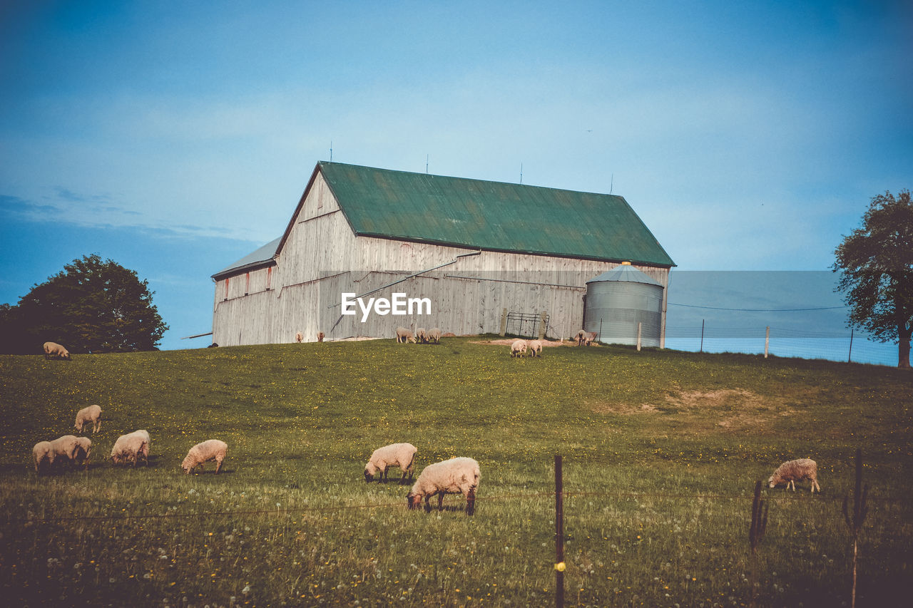 SHEEP ON LANDSCAPE AGAINST BLUE SKY