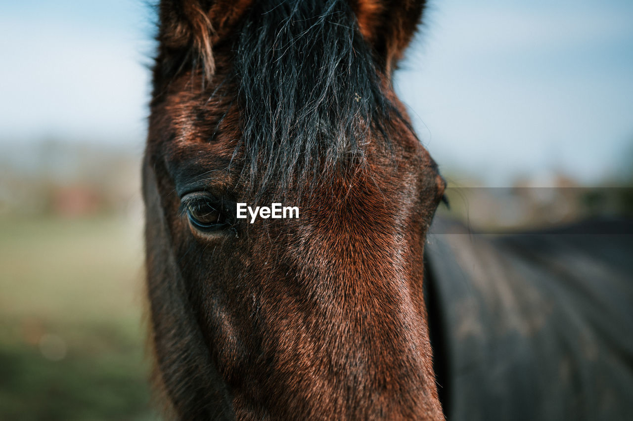 Close-up portrait of a horse