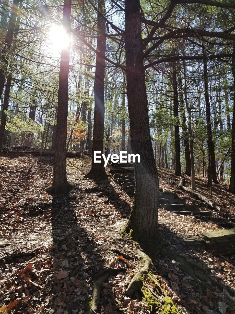 Trees in forest during autumn