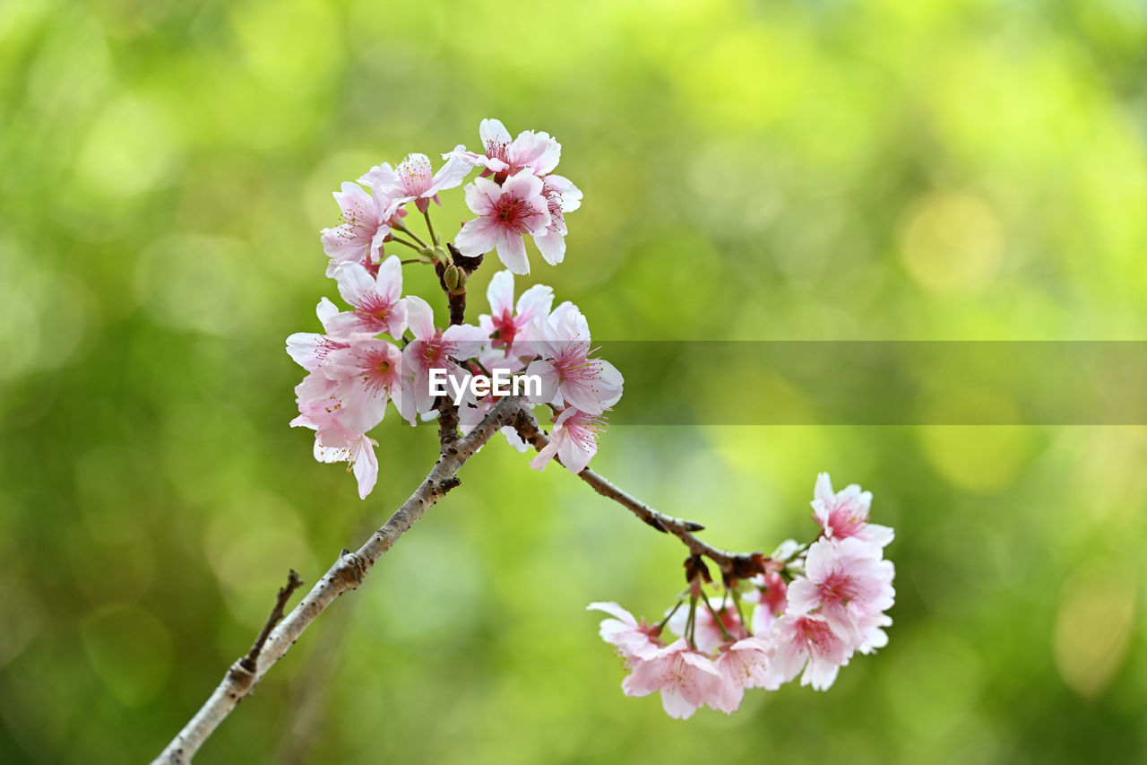 plant, flower, flowering plant, freshness, beauty in nature, fragility, springtime, blossom, tree, nature, pink, close-up, branch, growth, flower head, focus on foreground, inflorescence, produce, petal, macro photography, outdoors, no people, food and drink, cherry blossom, botany, food, selective focus, day, fruit tree, twig, environment, fruit, defocused, plant part, tranquility, cherry tree, white, spring