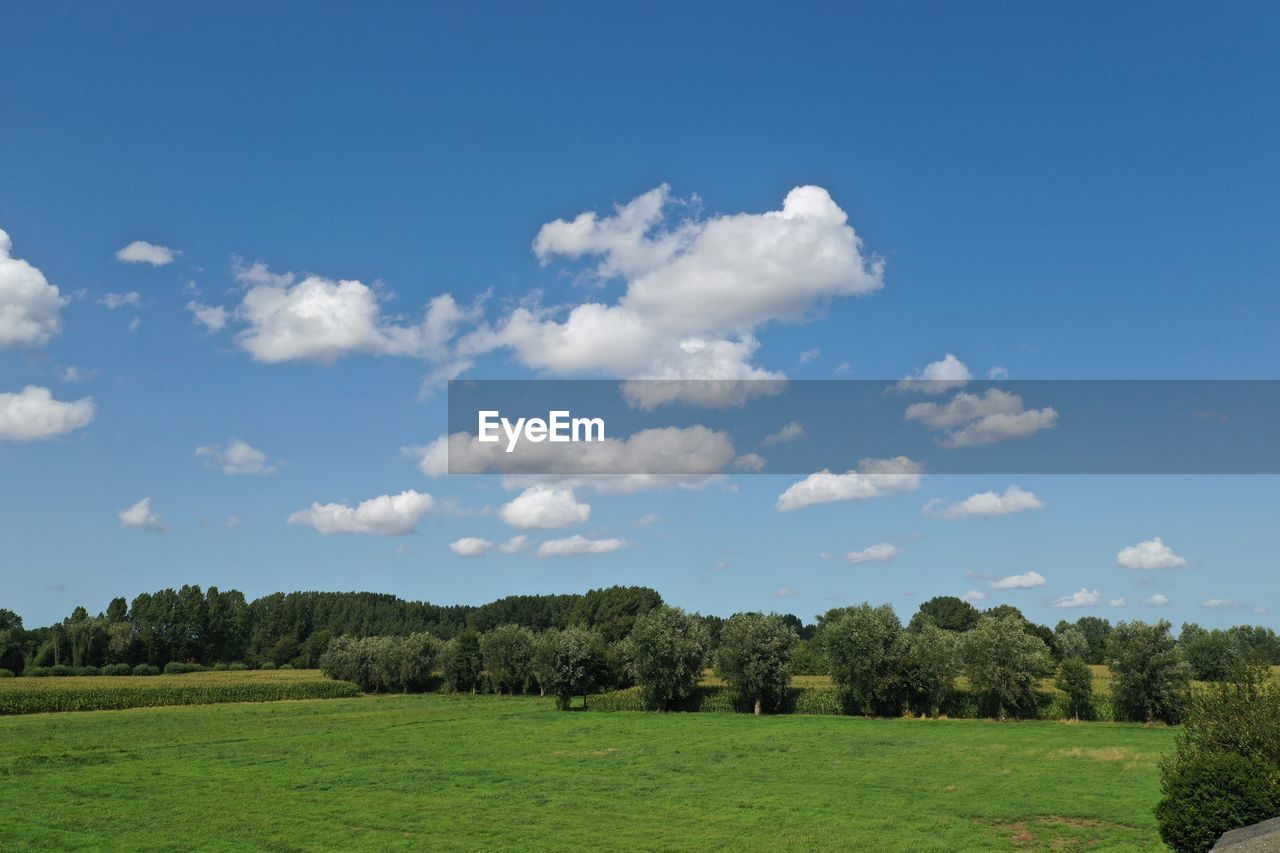 TREES ON FIELD AGAINST SKY