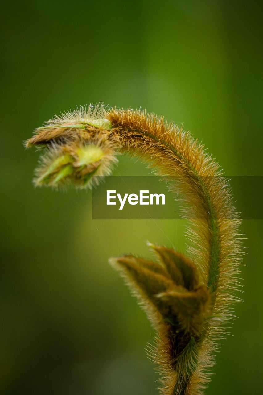 Close up of thorns or white hairs on plants that occur naturally.
