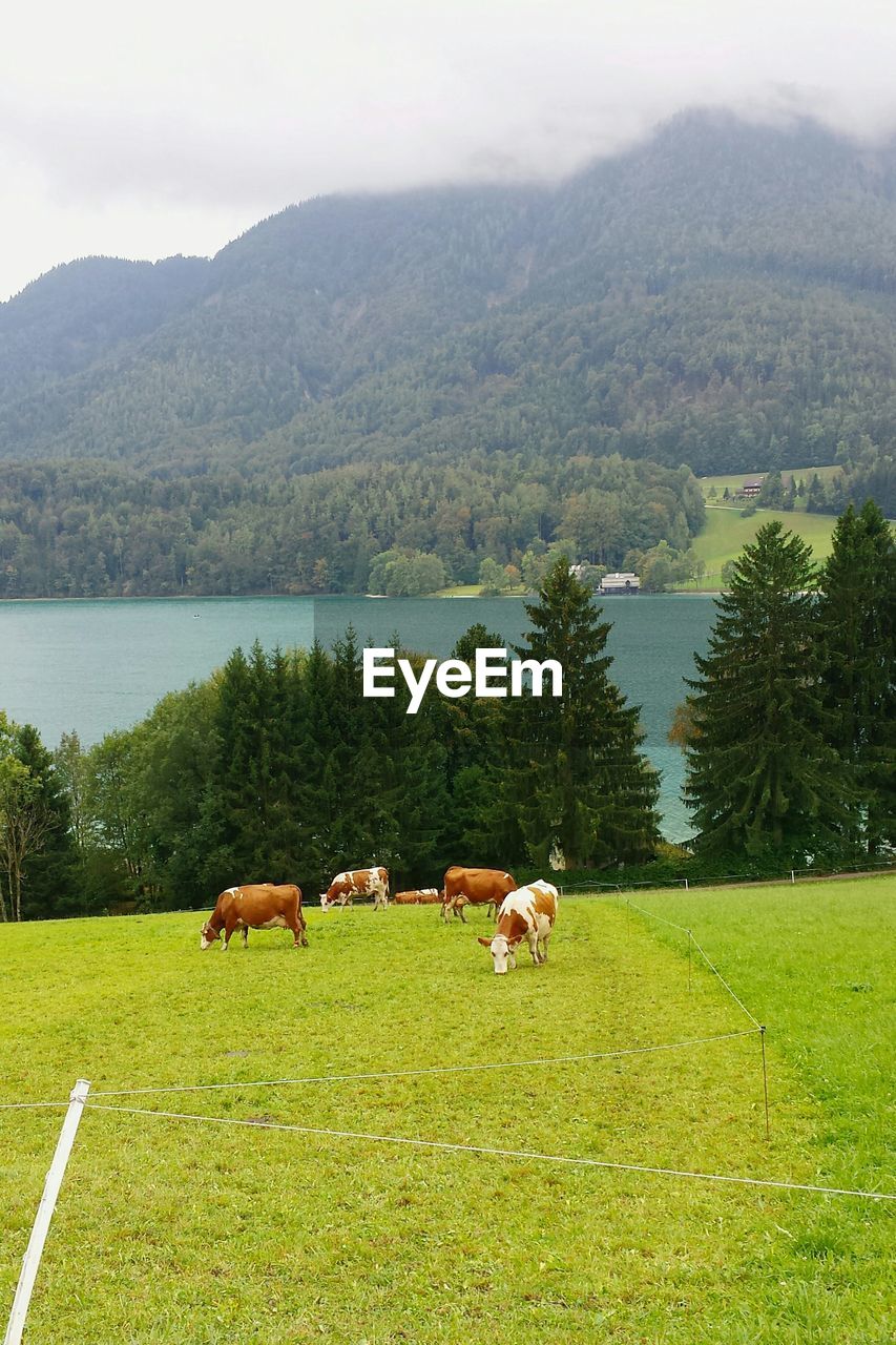 Horses grazing on field by lake against mountains