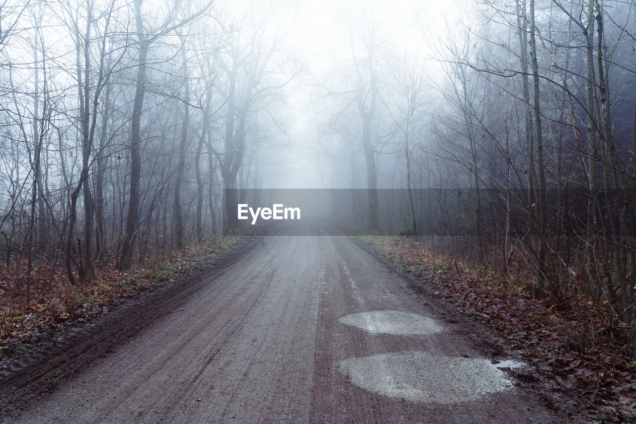 ROAD AMIDST TREES DURING FOGGY WEATHER