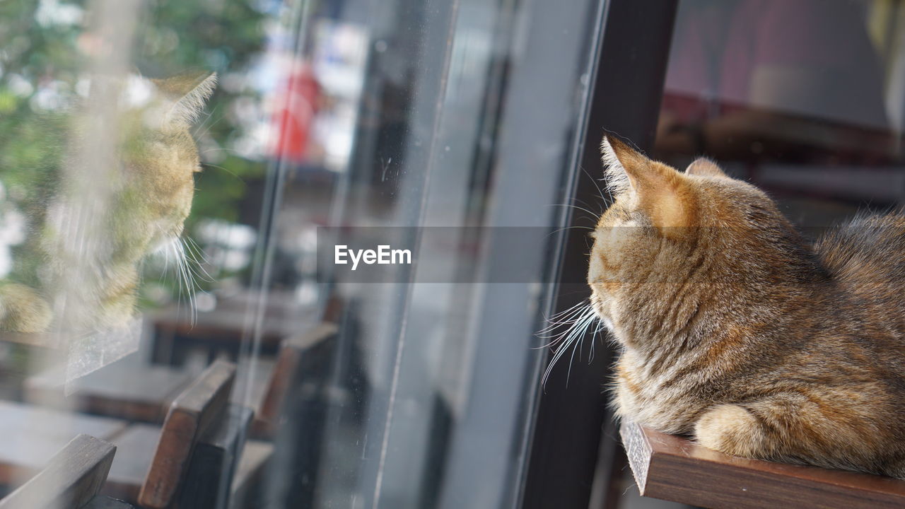CLOSE-UP OF CAT LOOKING AWAY