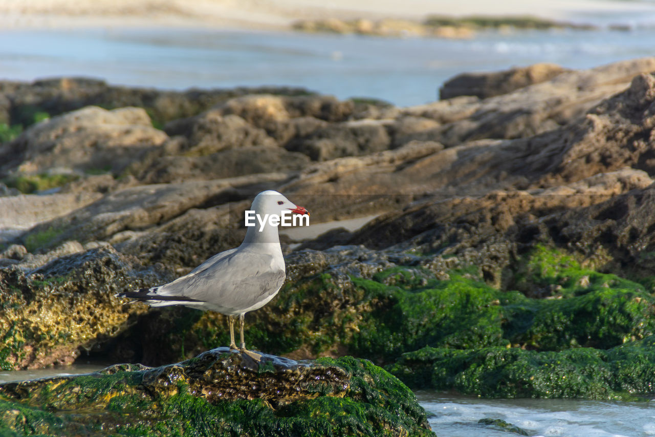 SEAGULL PERCHING ON ROCK AT SHORE