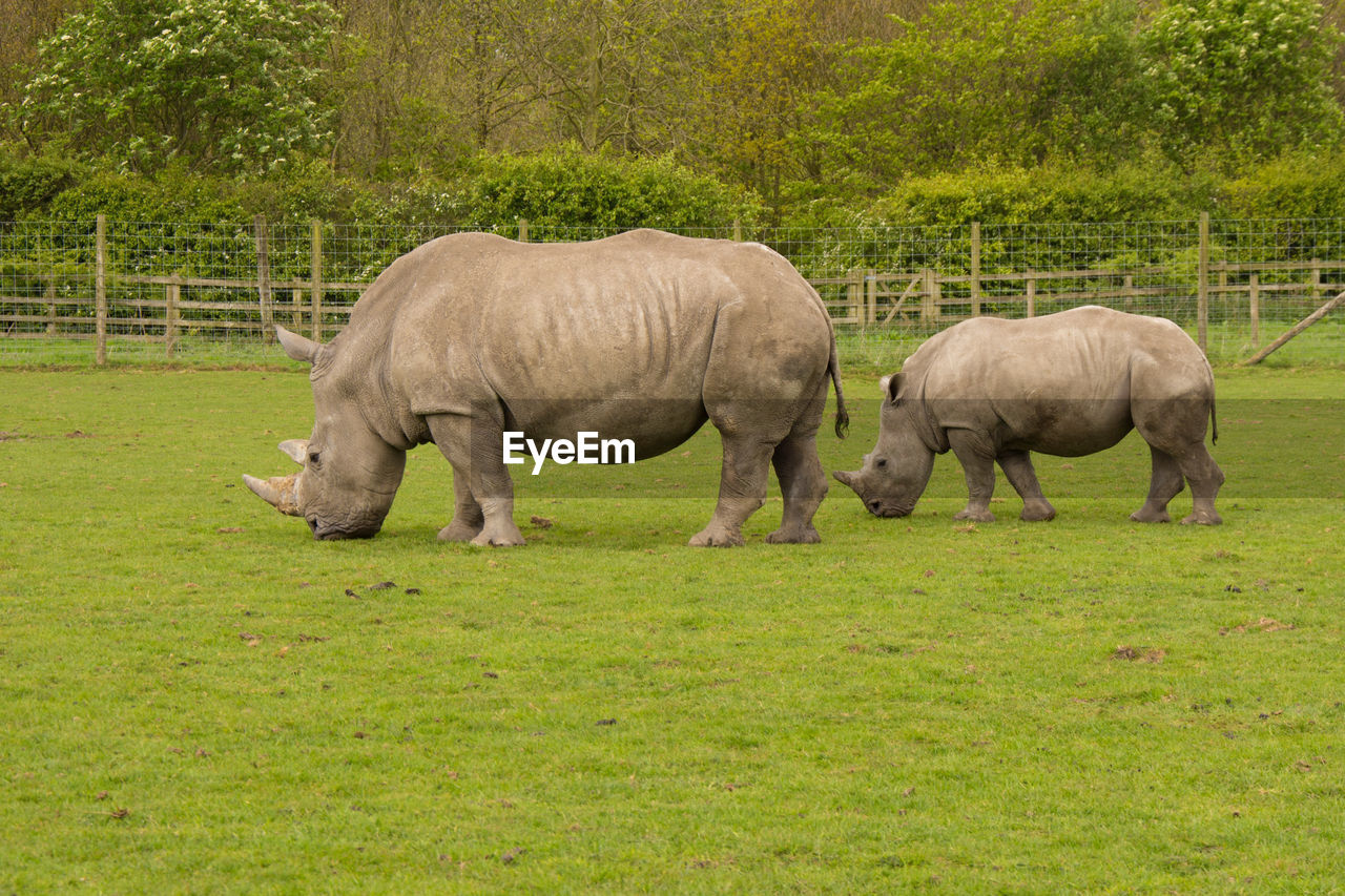 Rhinoceros grazing on field