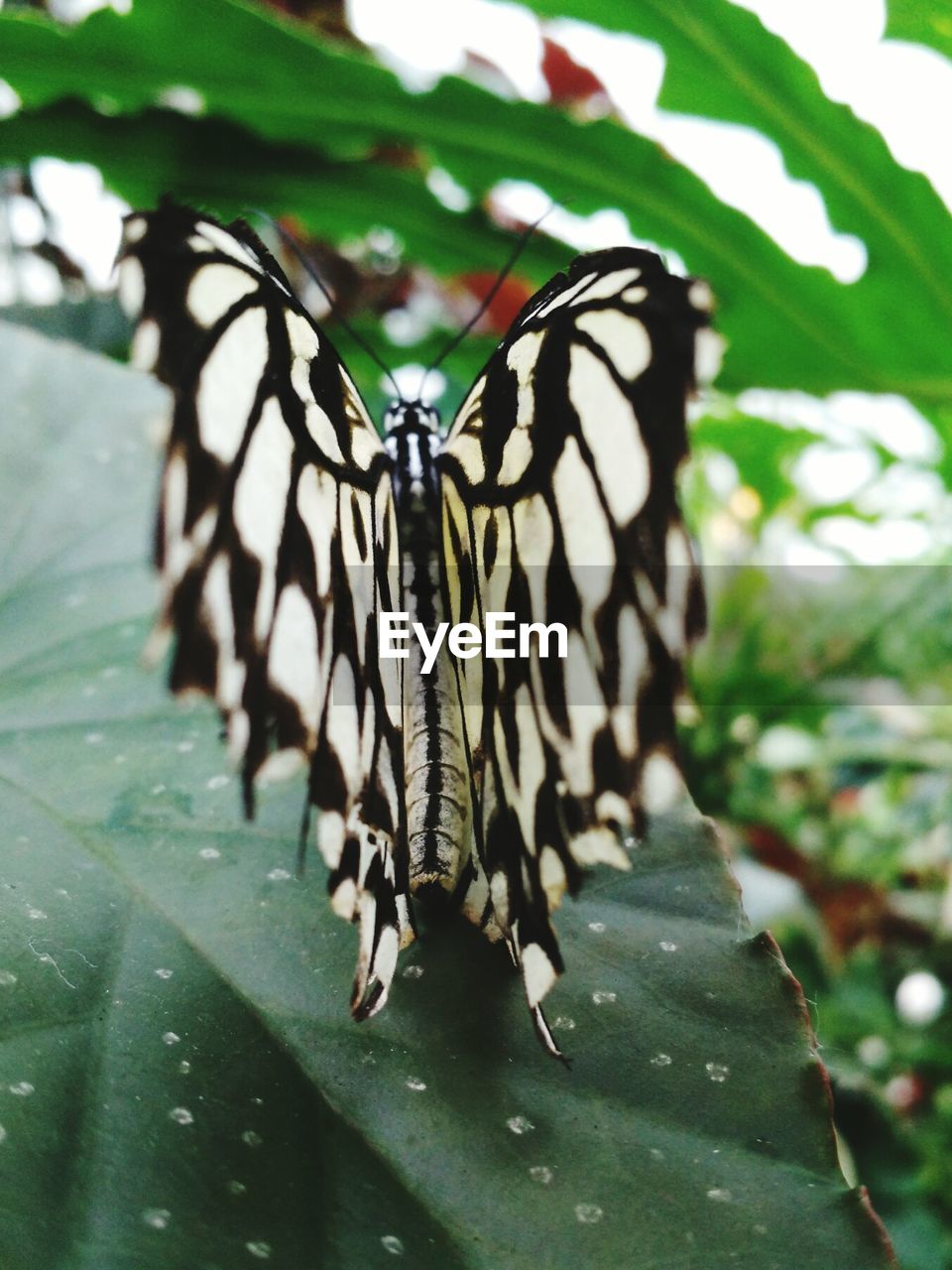 CLOSE-UP OF BUTTERFLY ON PLANT LEAF