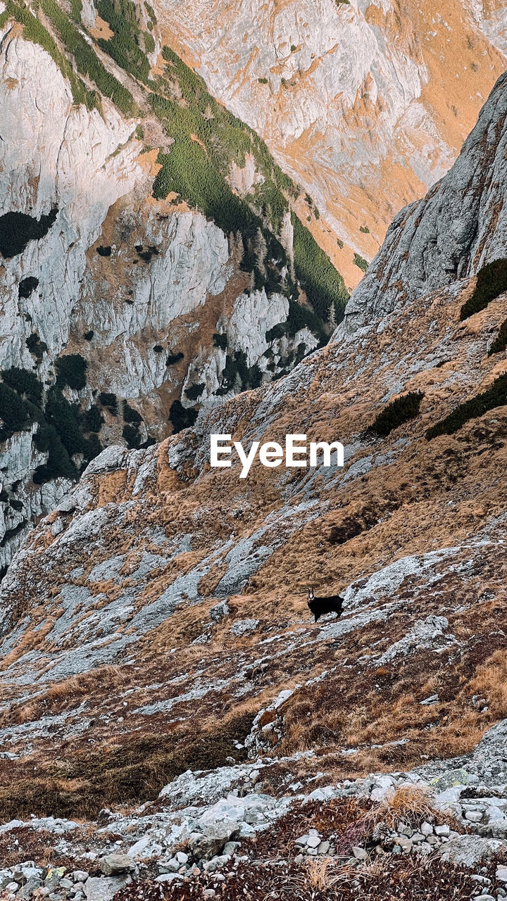 High angle view of rocky mountains and a mountain goat