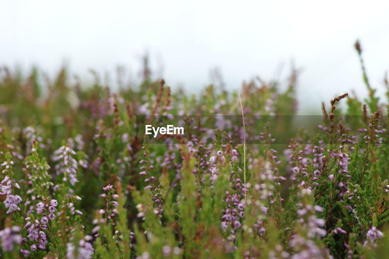 Flowering plants growing on field