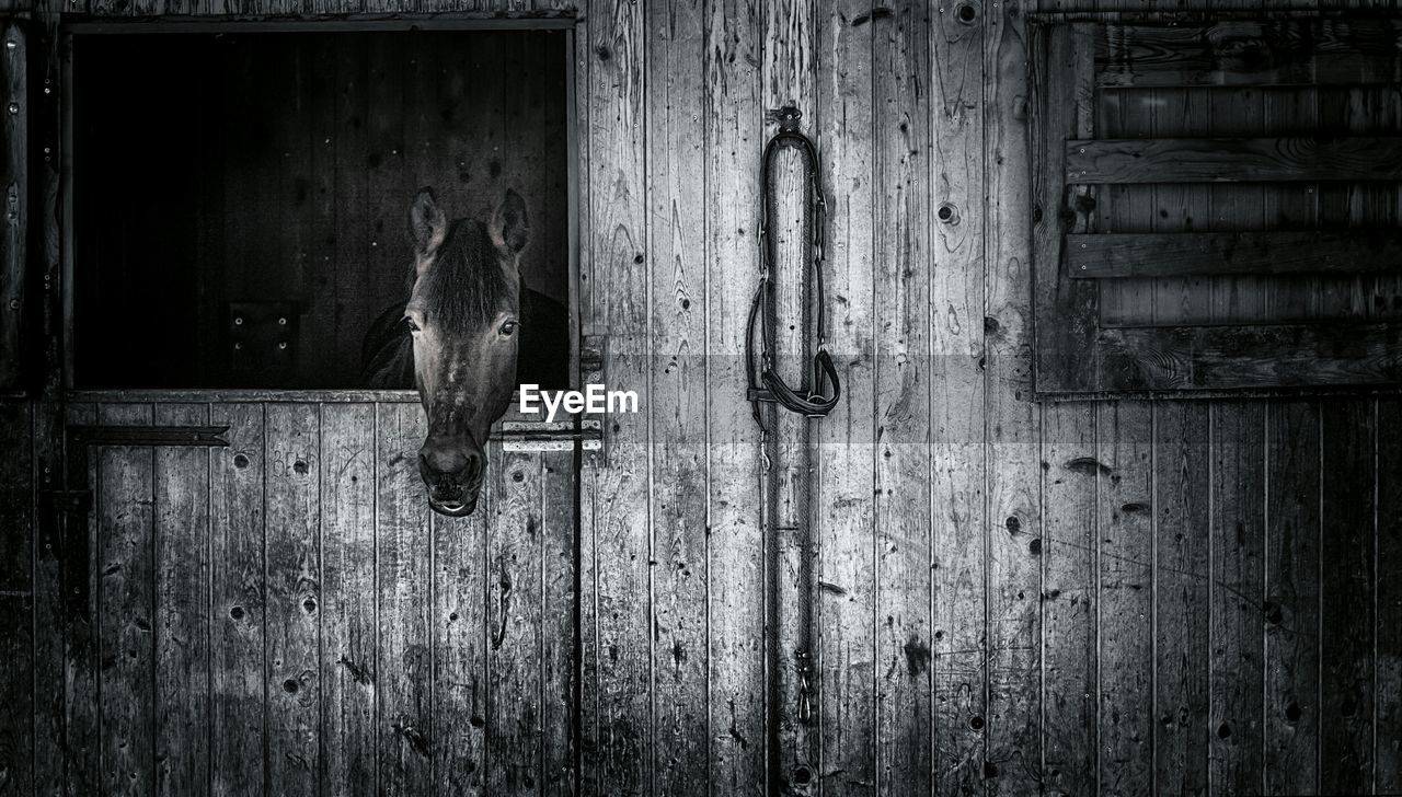 Horse looking through stable