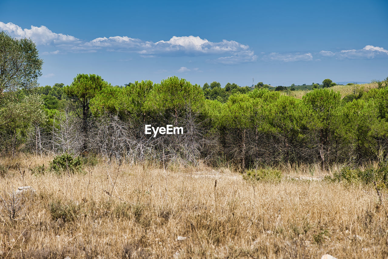 PLANTS GROWING ON LAND