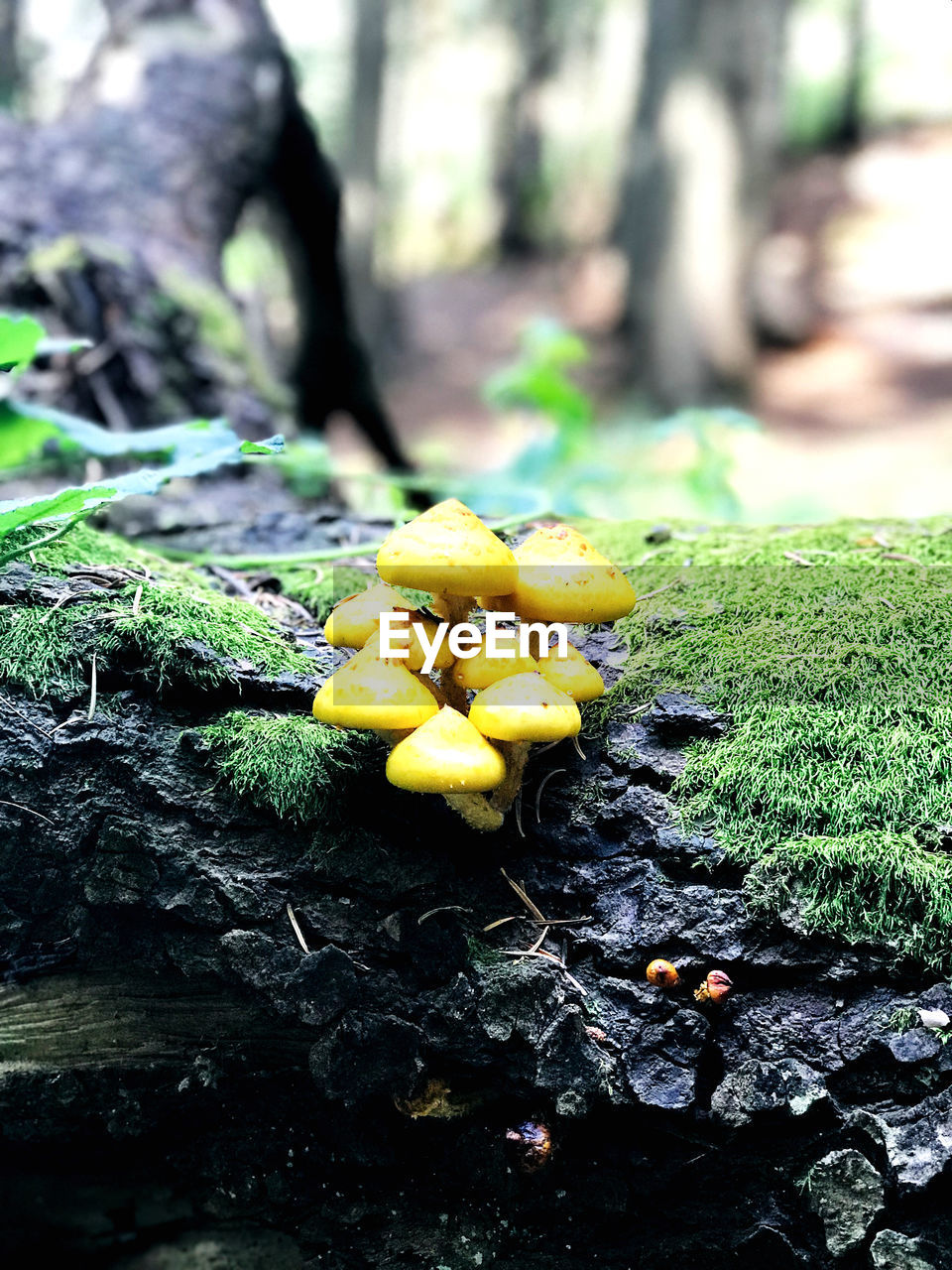 growth, plant, nature, day, tree, no people, trunk, close-up, tree trunk, focus on foreground, yellow, moss, fungus, food, beauty in nature, land, vegetable, outdoors, selective focus, mushroom, toadstool, lichen, bark