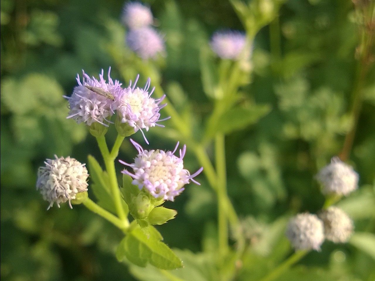 CLOSE-UP OF PURPLE FLOWER BLOOMING