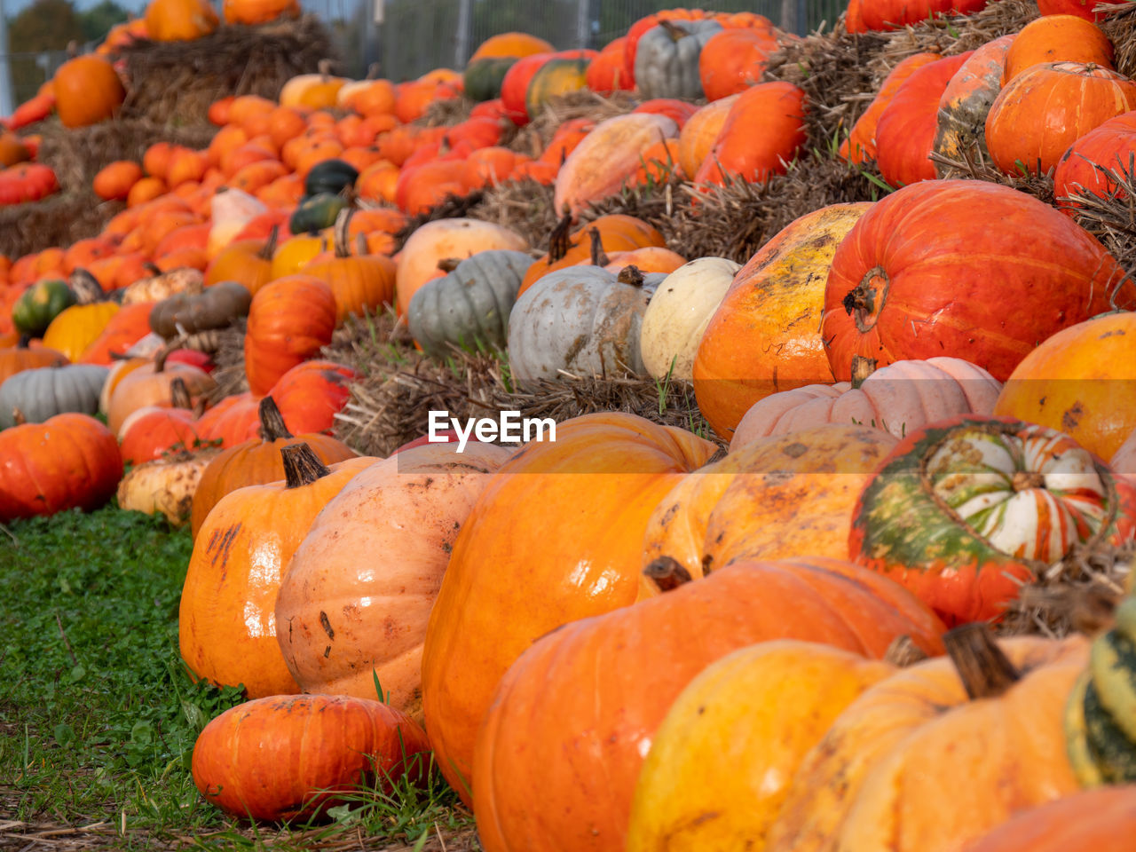 PUMPKINS IN MARKET STALL