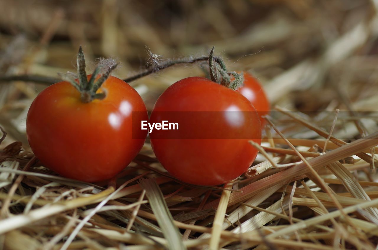Close-up of tomatoes