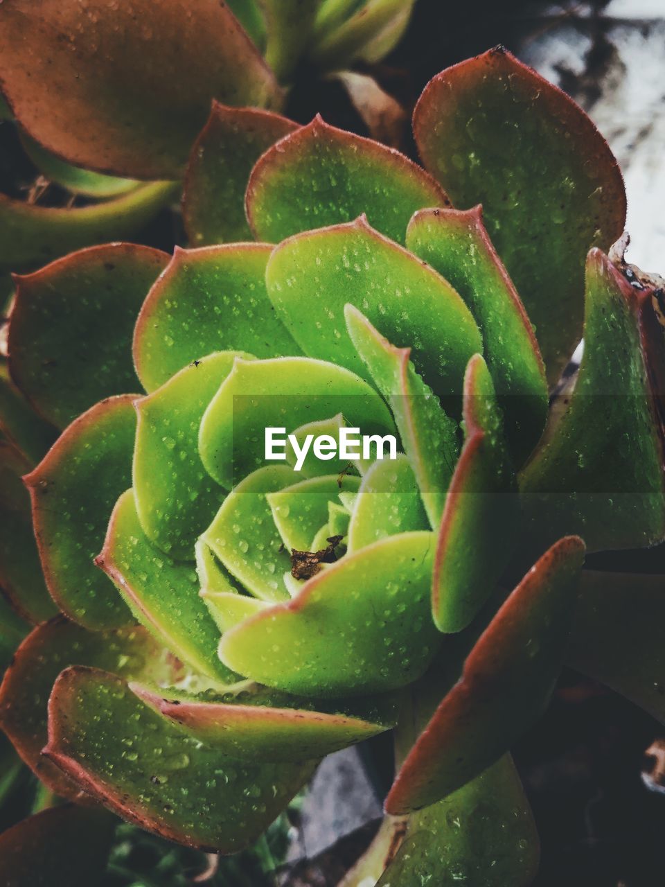HIGH ANGLE VIEW OF SUCCULENT PLANTS