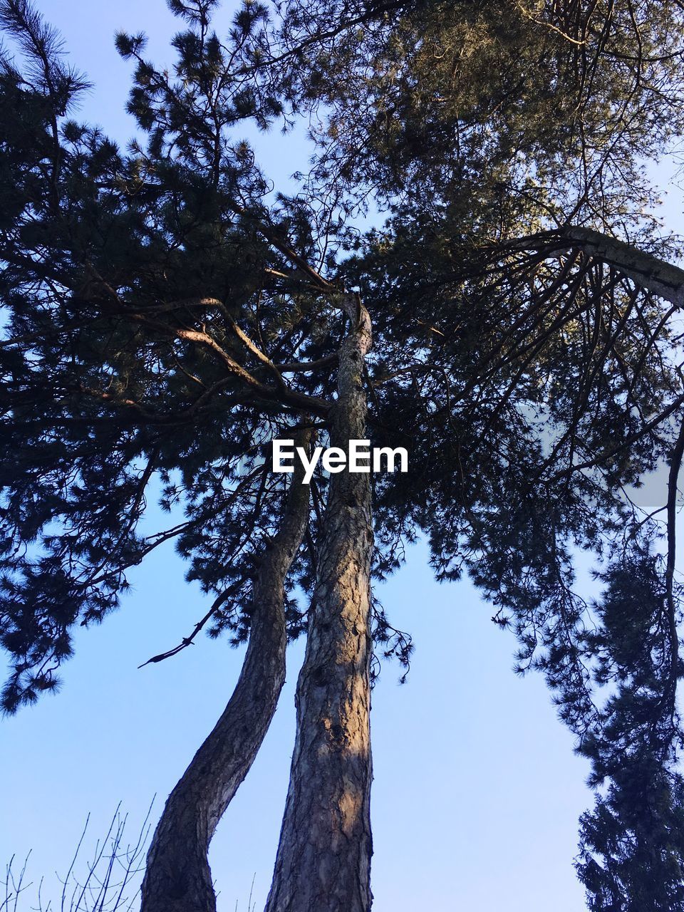 LOW ANGLE VIEW OF TREE AGAINST THE SKY