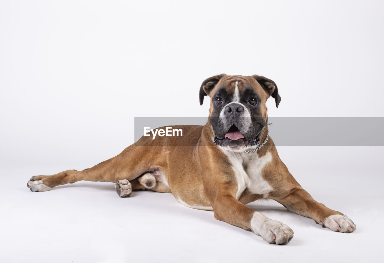 PORTRAIT OF DOG SITTING ON FLOOR