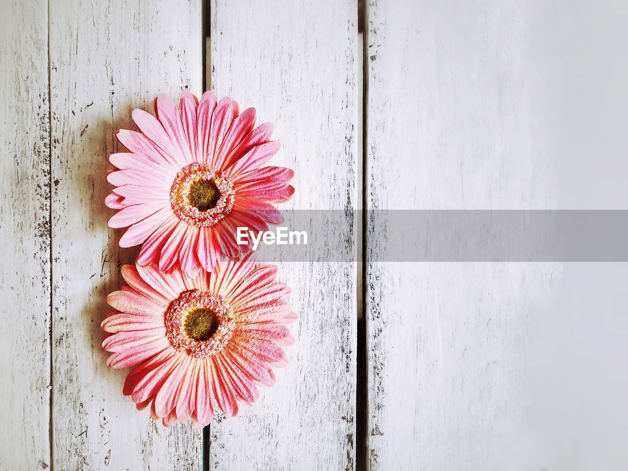 CLOSE-UP OF PINK FLOWER AGAINST WALL