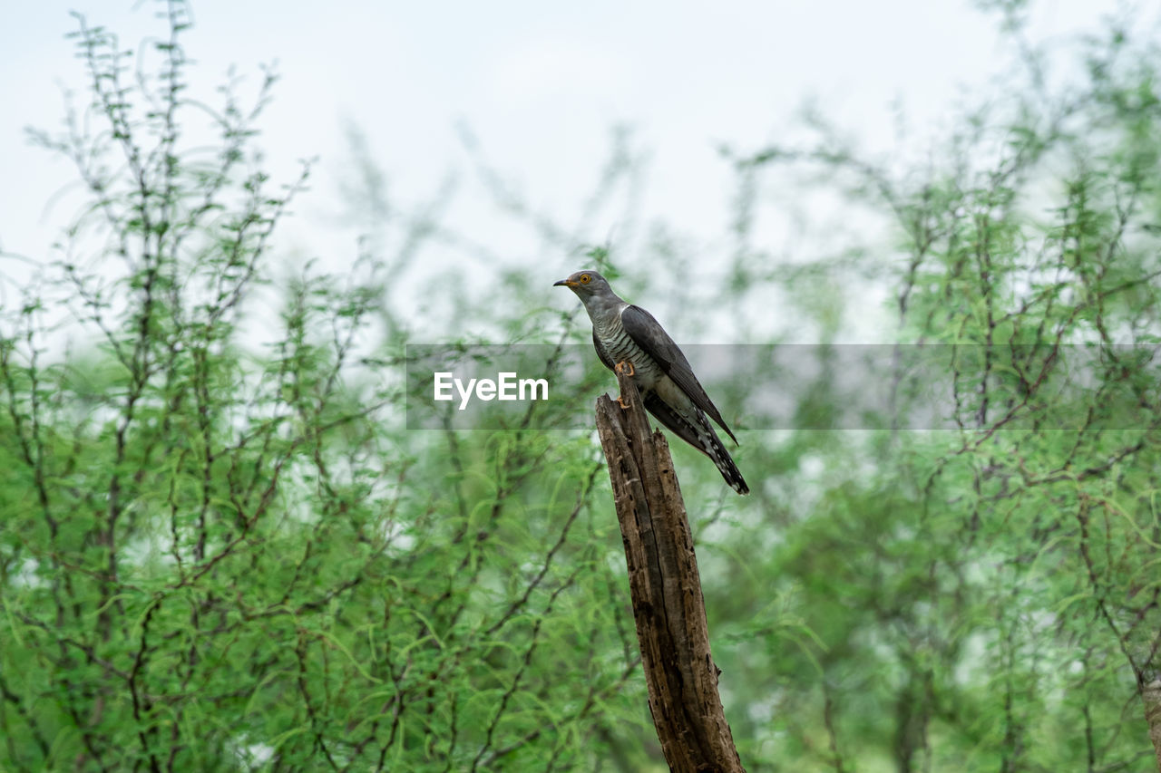 BIRD PERCHING ON A BRANCH