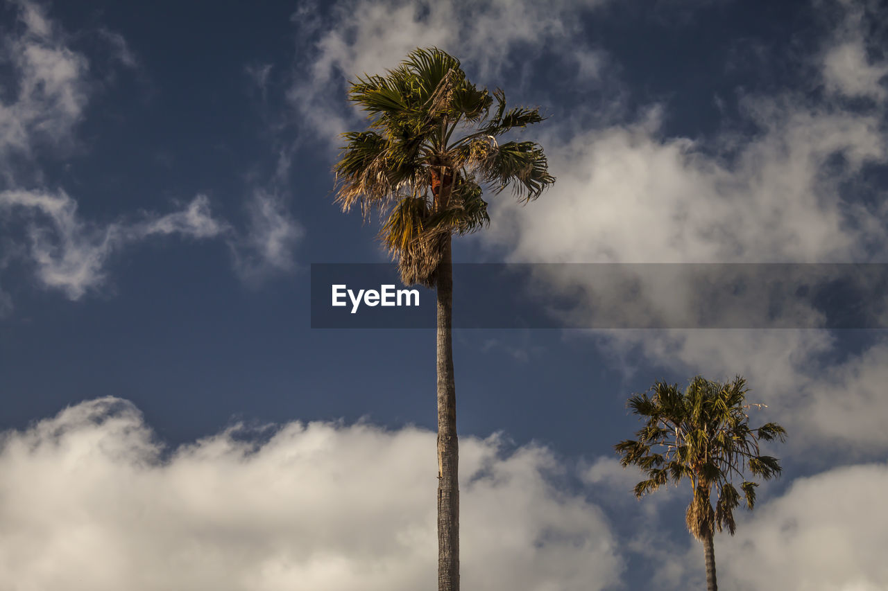 Palm trees against sky