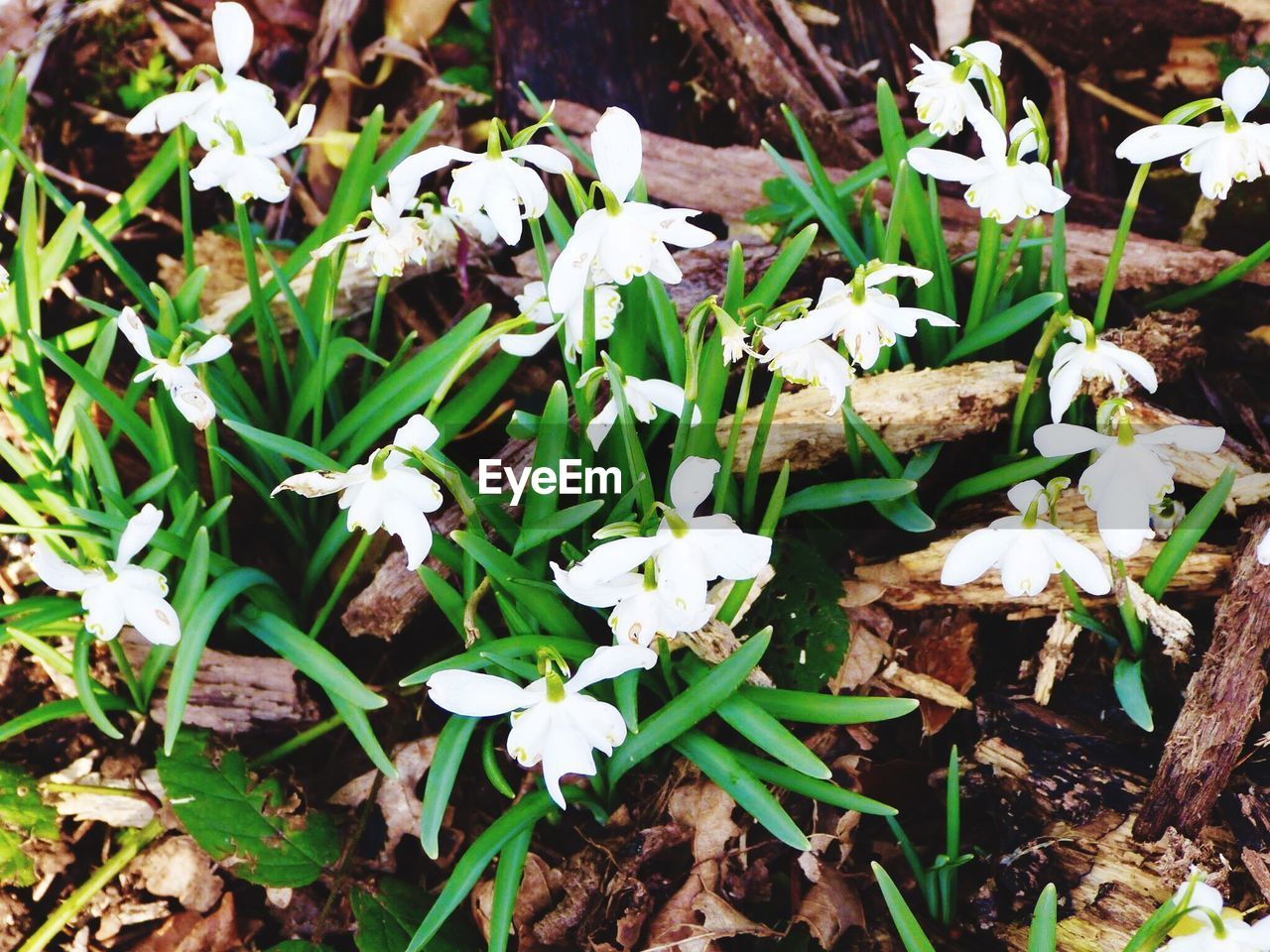 WHITE FLOWERS BLOOMING ON FIELD