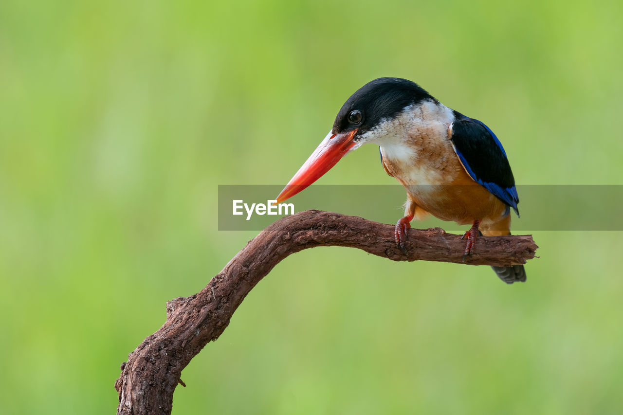Close-up of black capped kingfisher  bird perching on a branch