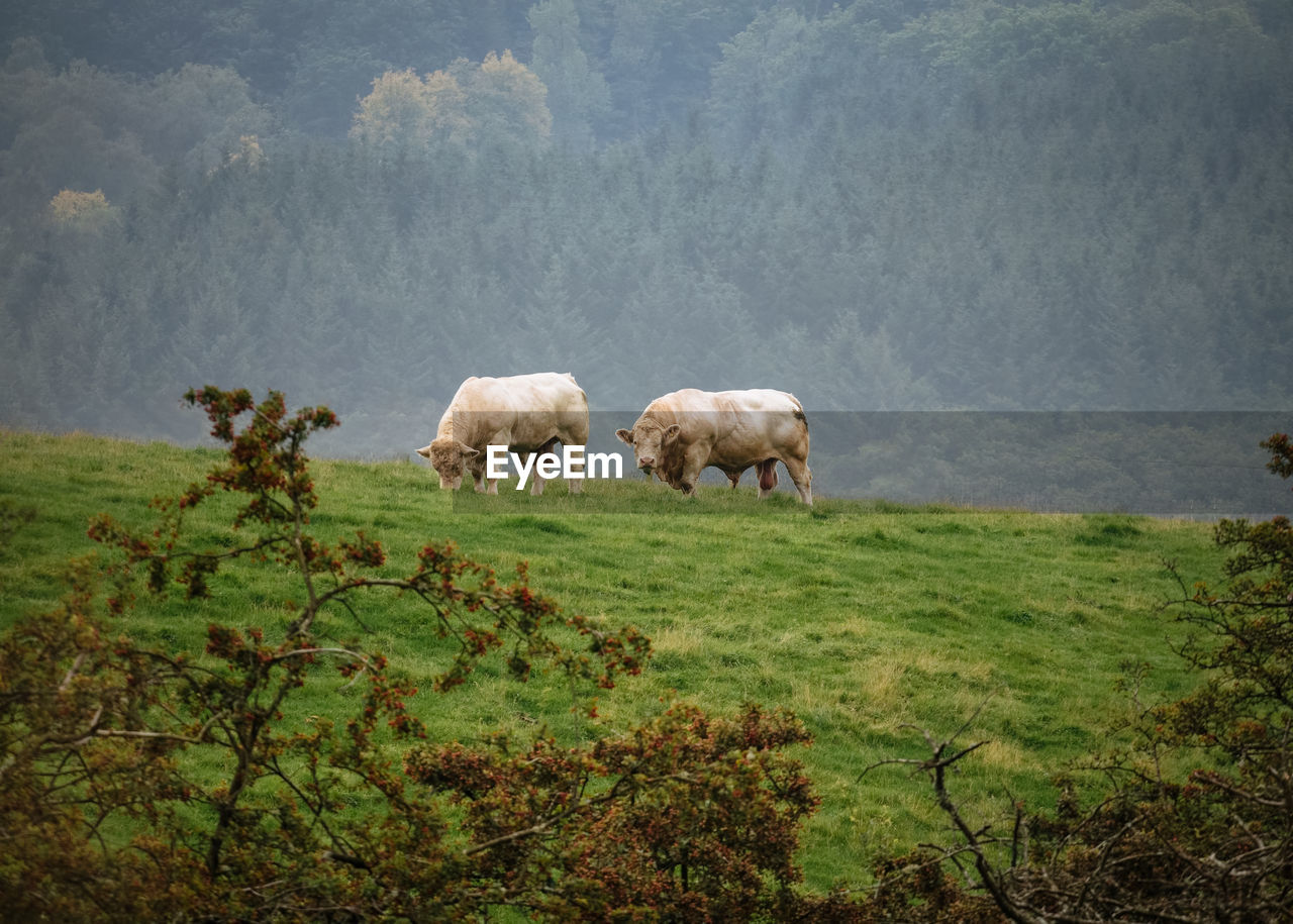 HERD OF SHEEP GRAZING IN FIELD