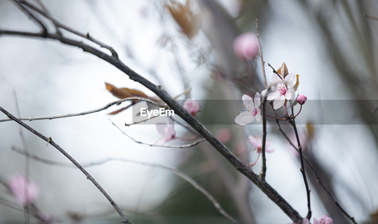 plant, tree, spring, flower, beauty in nature, branch, nature, flowering plant, blossom, springtime, close-up, fragility, freshness, twig, growth, no people, leaf, winter, macro photography, pink, selective focus, outdoors, cherry blossom, focus on foreground, tranquility, day, environment, defocused, food, food and drink