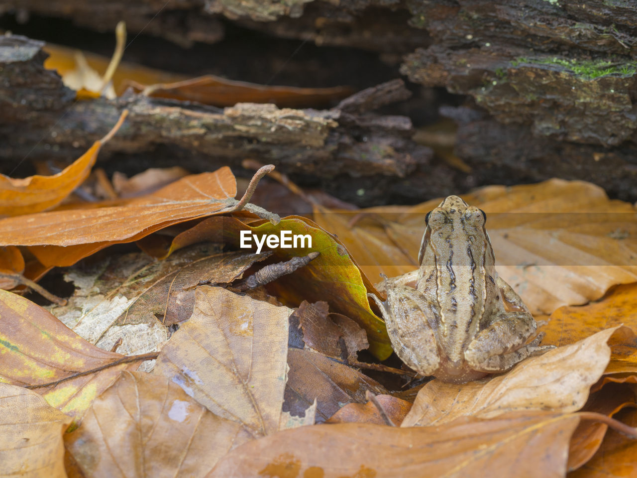 CLOSE-UP OF LIZARD ON ROCK